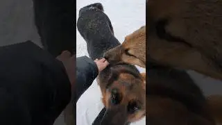Собакины