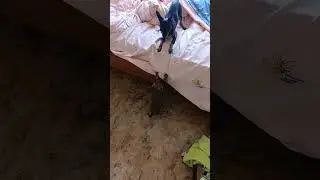 Маугли..