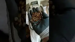 selectăm aeeodinamic mazăre