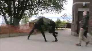BigDog Beta (early Big Dog quadruped robot testing)