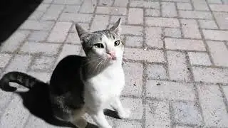 Cat's are my best friends.