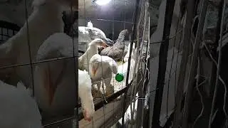 Курочки, молодняк! 