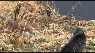 НОС К НОСУ  СЕРЫЙ КОТ И РЫЖАЯ ПЛУТОВКА