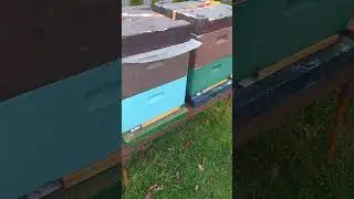 пчёлы в Германии Зимой