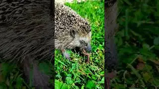Это интересно! 