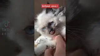 Красивый котёнок невской маскарадной породы #невскаямаскарадная #тикток #tiktok