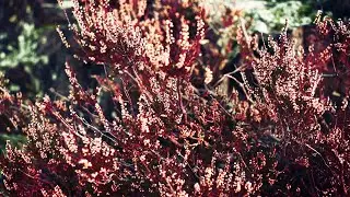4K BEAUTIFUL NATURE VIDEO, 1 MINUTE, COMMON HEATHER ON ROCKS + MUSIC CREATED ON KORG WAVESTATE SYNTH