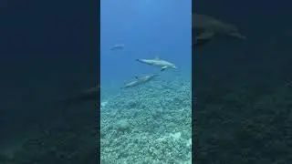 ذكر دولفين مع انثي Male dolphin with female