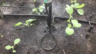 Mister Landscaper ... Watering Garden Plots & Raised Beds