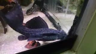 L452 pleco. mustang cactus