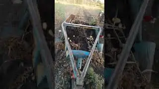уборка картофеля арізона