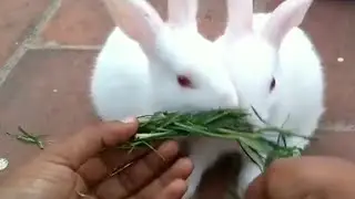 Om And Sandra Eating Green Hay | Delighted World