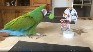 basketballen met je papegaai.