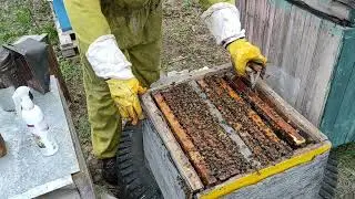 Первое расширение пчелосемей развитие началось! 