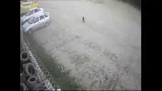 Сучка скрылась с места ДТП