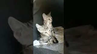 азарные котики
