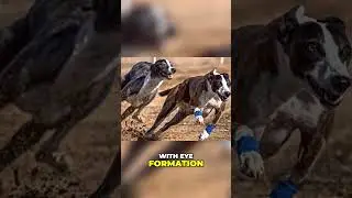 Long-Nosed Dogs: Pros and Cons Explained!
