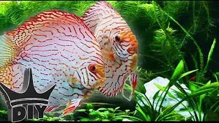 HOW TO: Keep Discus