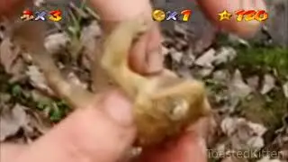 comfy frog