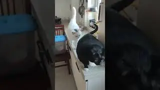 Толстый кот толкнул кошку