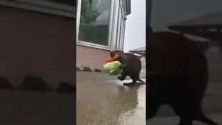 Бобры обокрали продовольственный склад Beavers robbed a food warehouse