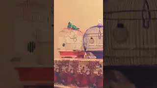 Влюбленные попугаи💙💙💙💚💚💚🐦🐦🐦🦜🦜🦜😀😀😀😘😘😘