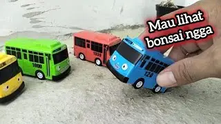 Tayo bersama alam lihat pohon bonsai anting putri