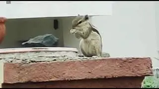 Hungry Squirrel Eating Nuts