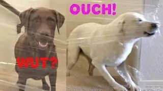 MY DOGS REACT TO THE INVISIBLE CHALLENGE!!