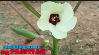 paano mag pitas ng okra sa simpleng paraan