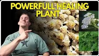 The Mysterious Healing Properties of Yarrow | How to Identify Yarrow 🌿