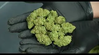 MT Dry 500 cannabis trimmer | Dry trimming. Discover how it works - Pelado en seco. ¡Descúbrela!