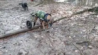 Maximus the Boxer - Degenerative Myelopathy Case