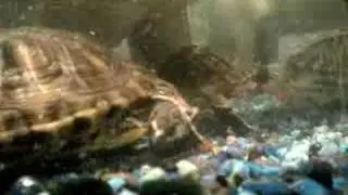 Turtles Eating