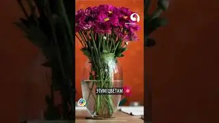 Как сохранить ХРИЗАНТЕМЫ свежими надолго ?