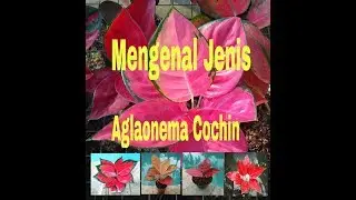 Mengenal Jenis Aglaonema Cochin