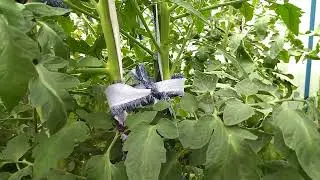 НОВИНКА - ТОМАТ МАЛИНОВЫЙ ОЖАРОВСКИЙ!