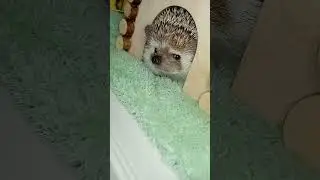 Фифочка передает всем 👋