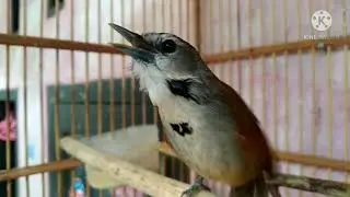 burung tepus pipi perak gacorr