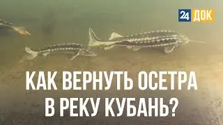 Как спасти реку Кубань? Пробуем воду из реки   Д/ф 