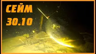 СЕЙМ В КІНЦІ ЖОВТНЯ - ДЕ ШУКАТИ РИБУ? | ПІДВОДНЕ ПОЛЮВАННЯ 2022