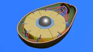 How an Avocado works
