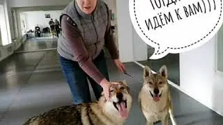Самый лучший груминг салон!