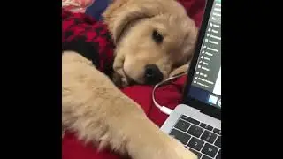 Когда пытаешься работать из дома😂😂😂
