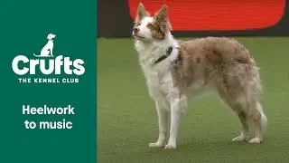 Freestyle Heelwork to Music Competition - Part 2 | Crufts 2022