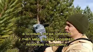 Когда можно собирать сосновые почки для лекарства пчелам КАС-81?