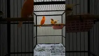 Burung Kenari Kawin