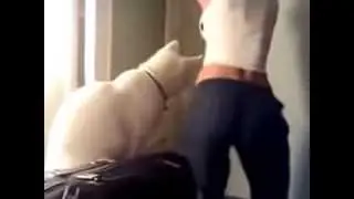 Даже Кот Не Выдержал