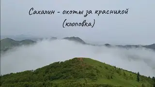 Сахалин - охота за ягодой красника