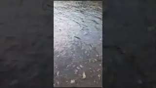 Тока маслята собирал!😋АЛТАЙ!🧡!Фоня...рулит!...